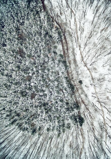 Drone luchtfoto bovenaanzicht van een sneeuw bomen in wild park.