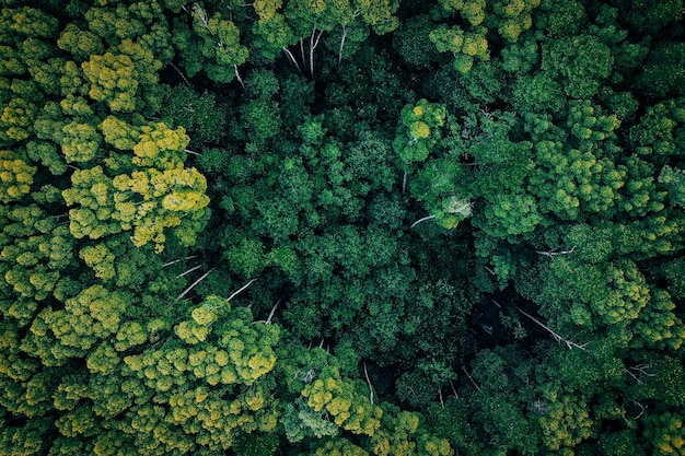 Drone-opname van verse groene planten