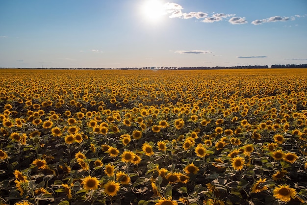 Drone photo of big field of blooming sunflowers