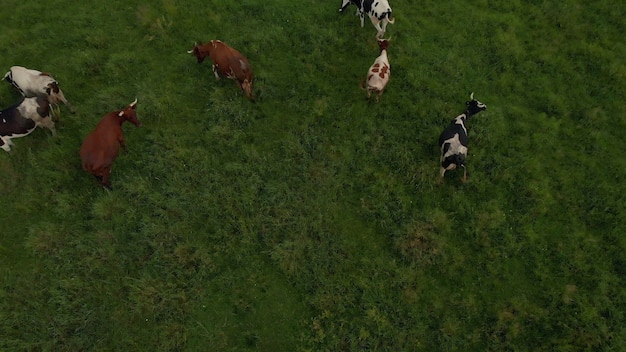 Foto di drone di plein air del fiume e del campo verde con una mandria di alberi di mucche sullo sfondo