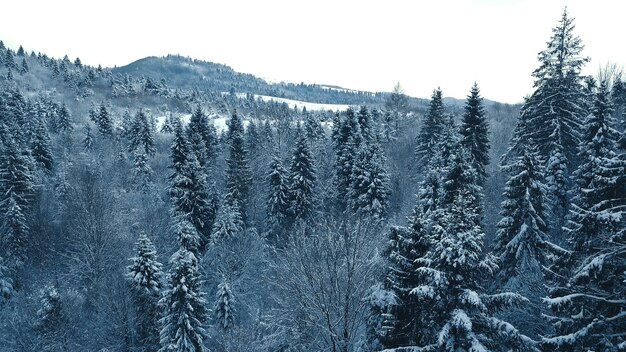 リトアニアでの冬の吹雪の後、雪に覆われた常緑樹のドローン写真。