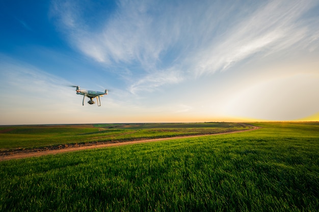 Drone quad copter on green corn field