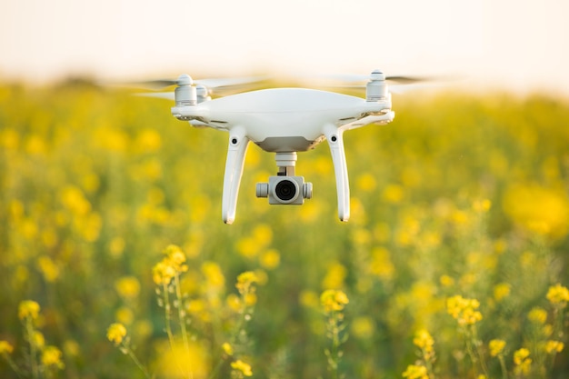 Drone quad copter on green corn field