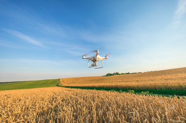 Drone quad copter on yellow corn field