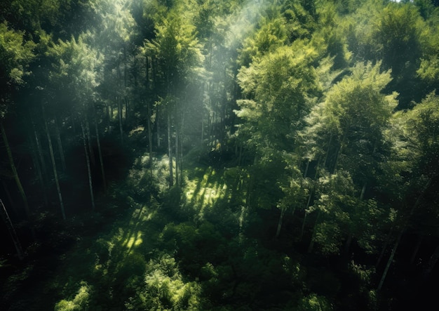 ドローンの視点から見た、樹冠から太陽光が差し込み、まだらに映る広大な森林