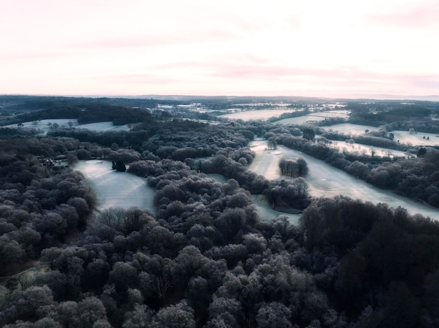 Drone Shot of a Forest