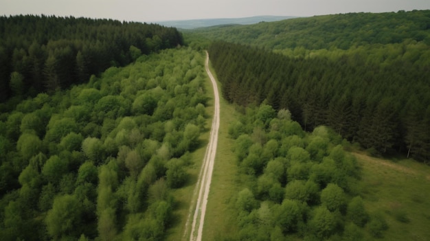 drone shot of forest