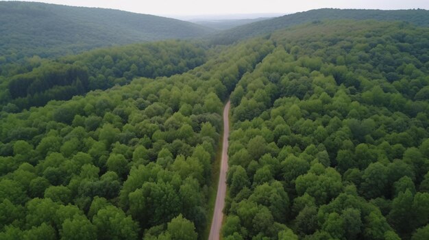 Drone shot of forest