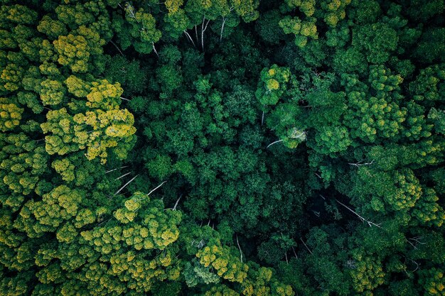 Photo drone shot of fresh green plants