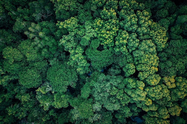 Фото Снимка свежих зеленых растений с дрона