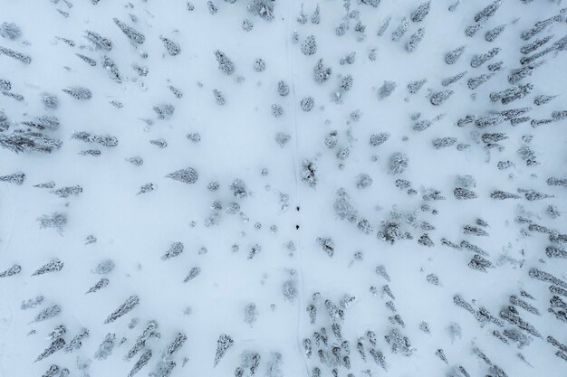 Фото Снимок с дрона людей, идущих в снежном лесу в лапландии, финляндия