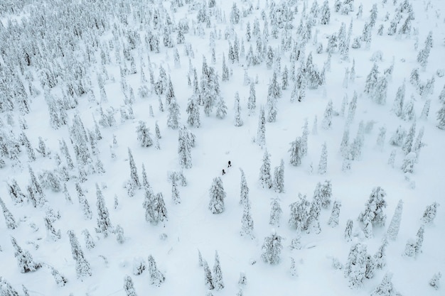 フィンランド、ラップランドの雪に覆われた森をトレッキングする人々のドローンショット