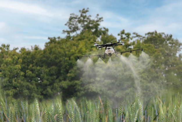 Drone spray pesticide in wheat field