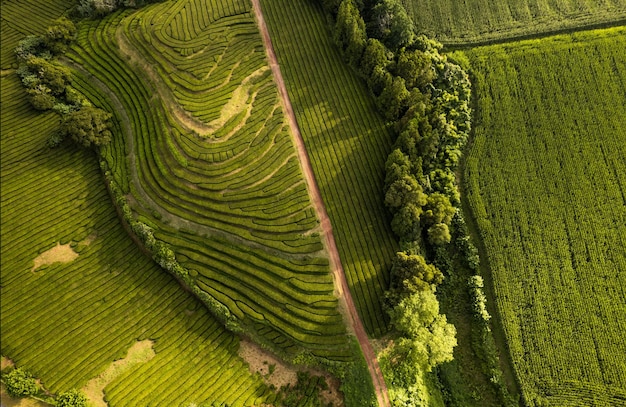 Drone top view of Sao Miguel island farm with rows of growing tea plants in bright sunlight in Portugal