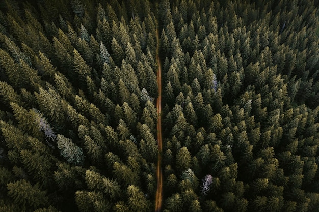 Drone uitzicht op een groen bos met een onverharde weg