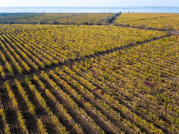 Drone uitzicht op prachtig wijngaardlandschap in de herfst luchtfotografie vanaf de top