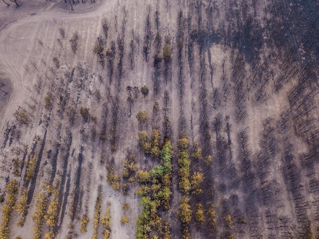 Drone view of burnt forest after the fire