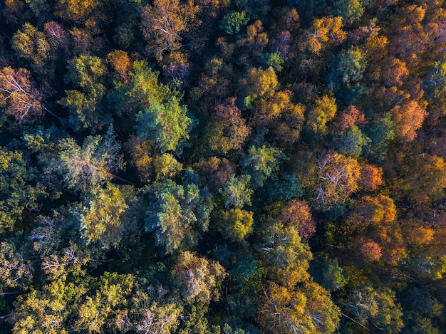 Drone view of colorful tree tops