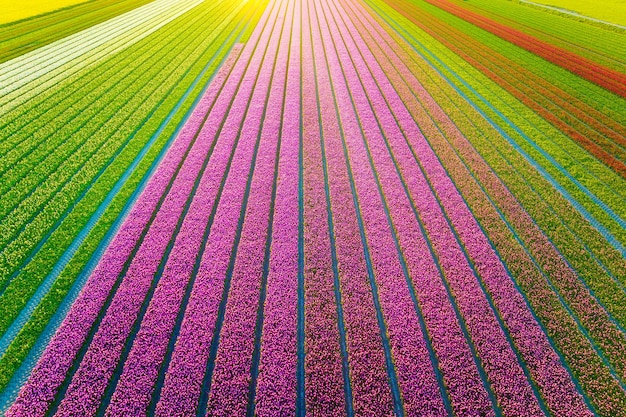 Photo drone view of a field of tulips landscape from the air in the netherlands rows on the field view from above agriculture and growing plants natural background