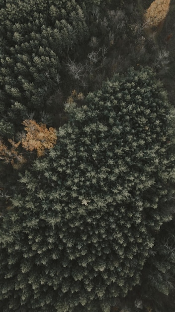 Photo drone view of a forest