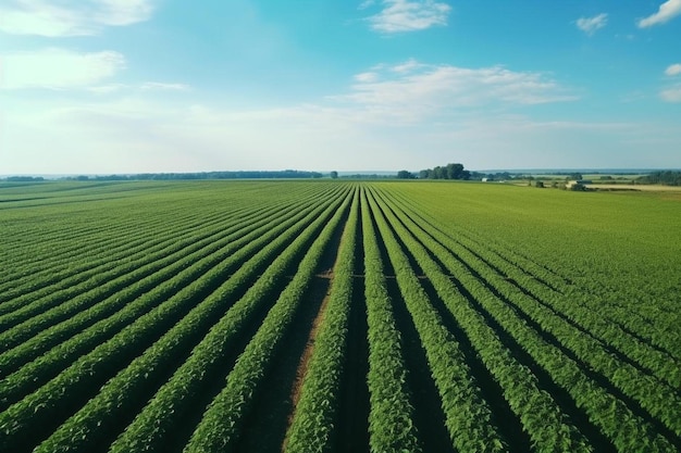 Drone view of green soybean field