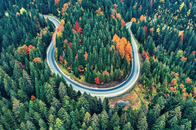 秋の森の山道のドローンビュー