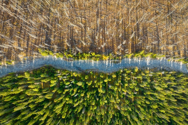 写真 枯れた森と若い森のドローンによる眺め 秋の森の空からの風景 日没前の柔らかな光のある風景 カナダ・アルバータ州