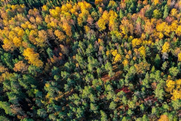 Фото Дронный вид осеннего цветного леса в солнечном свете в эспоо, финляндия