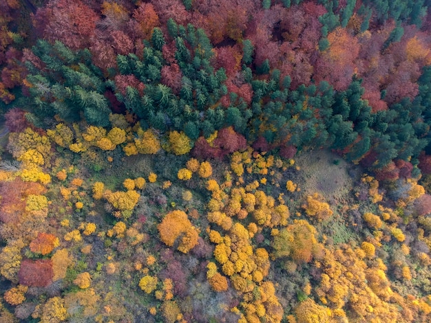 Фото Вид с дрона на лес осенью