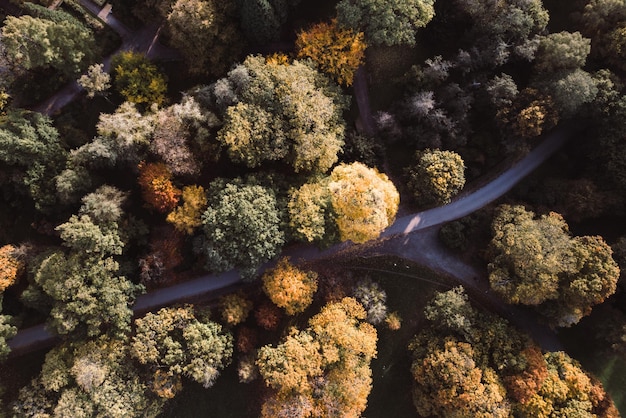 Foto la vista del drone della strada in mezzo agli alberi