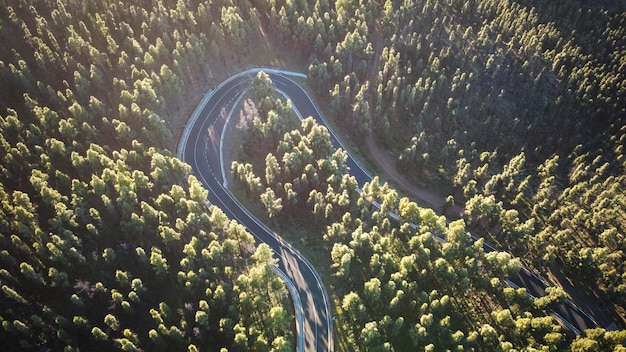 Drone view of a winding road in the forest among the trees. Spain Gran Canaria