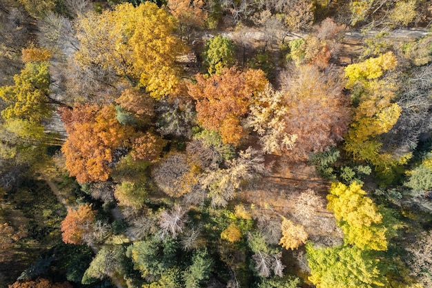 Drone-weergave van bospad in herfstseizoen