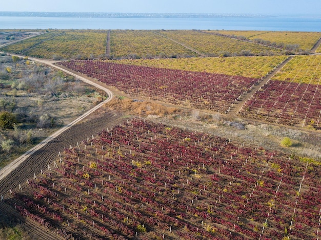 Drone-weergave van velden met rode wijngaarden van bovenaf Luchtfoto