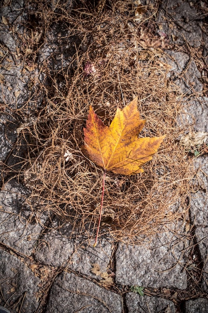 Droog blad als herfstachtergrond