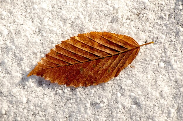 Droog blad geplaatst op een witte besneeuwde achtergrond