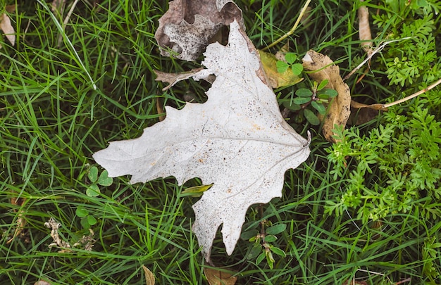 Foto droog blad op een achtergrond van gras