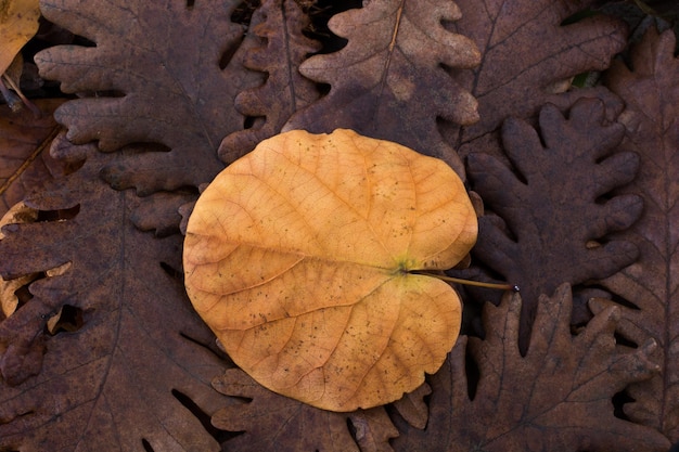 Droog blad uitstekend op andere bladeren als herfstachtergrond