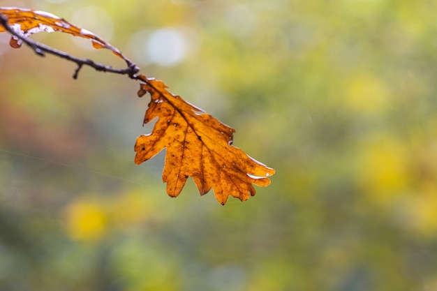 Droog blad van boseik op boom op onscherpe achtergrond