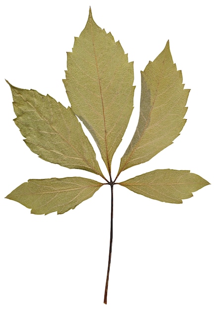 Foto droog blad van herbarium geïsoleerd op een witte achtergrond