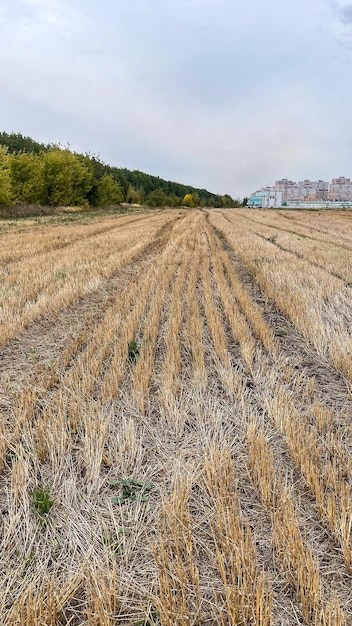 droog boerderijveld na oogst voorbereiden op de winter