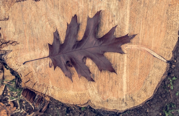 Droog boomblad als herfstachtergrond