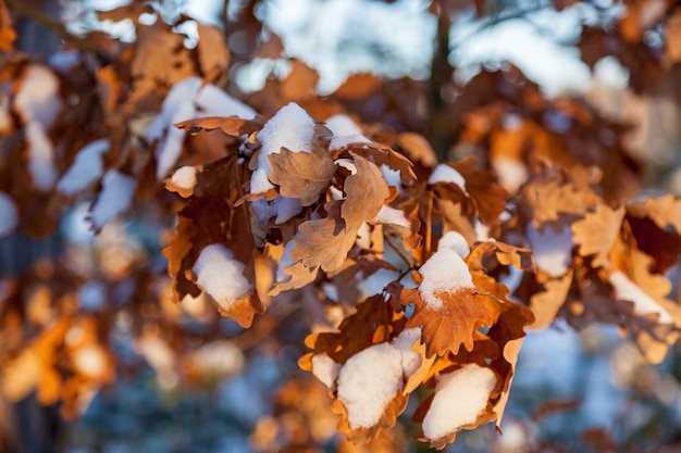 Droog eikenblad van rode kleur op een tak met witte sneeuw