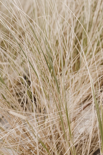 Droog geel gras aan zee Landschapsachtergrond met gedroogd gras