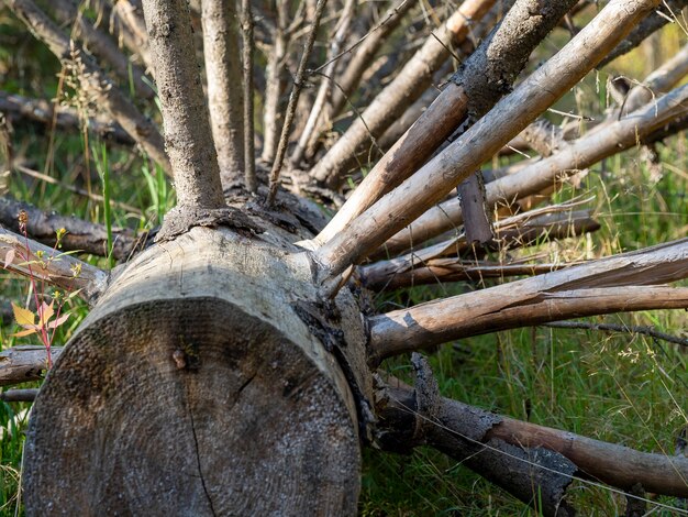 Droog gevallen boom met veel takken close-up. problemen in de bossen, brandgevaar