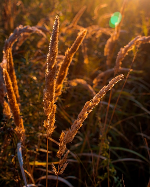 Droog gras bij zonsondergang.