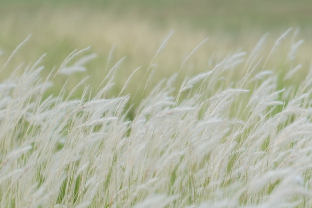 droog gras bloem waait in de wind, rode riet zwaaien in de wind