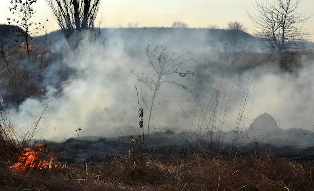 Droog gras brandend op het veld gedurende de dag close-up brandend droog gras in veldvlam vuur rook as gedroogd