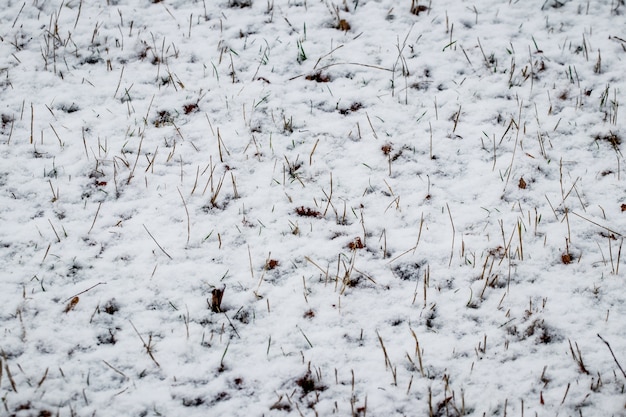 Droog gras en bladeren onder de sneeuw