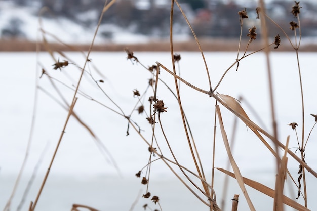 Droog gras en bloemen close-up tegen een wazig bevroren rivier