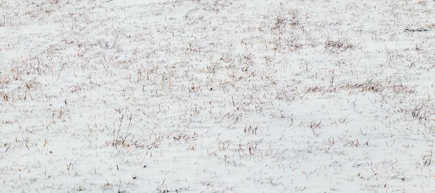 Droog gras gluurt onder de sneeuw vandaan, winterachtergrond